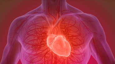 heart medical illustration