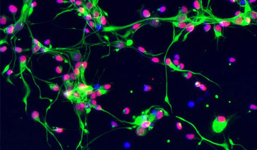 Innovations in Review: Neurology and Neurosurgery